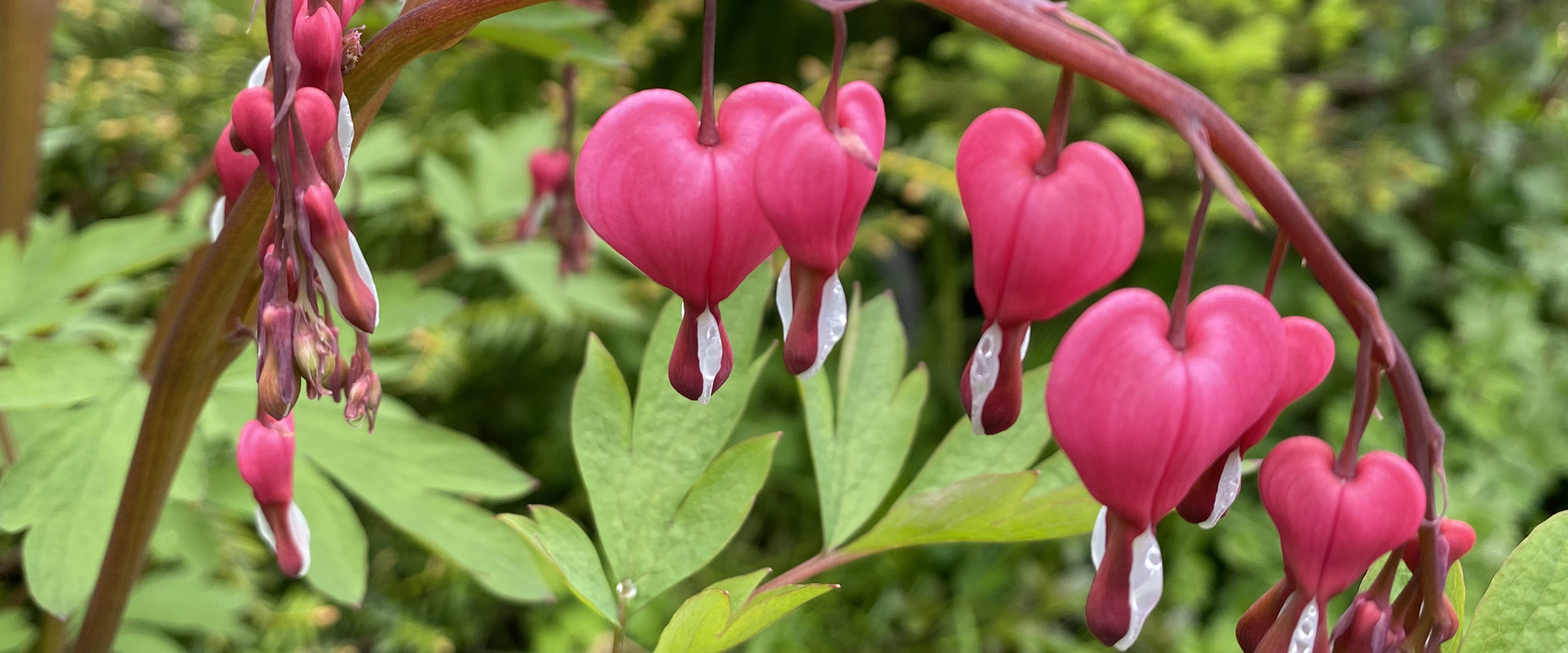 coeur Marie1920x800 Ateliers créatifs - Printemps